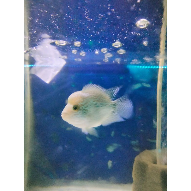 ikan lohan cencu cilnong