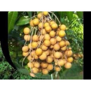 20 bibit /biji/kelengkeng tabulampot