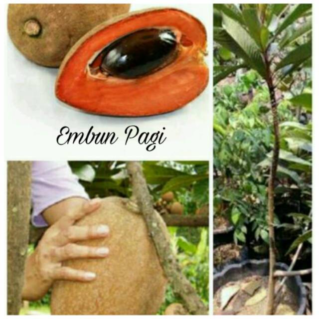 Bibit pohon mamey sapote atau sawo raksasa
