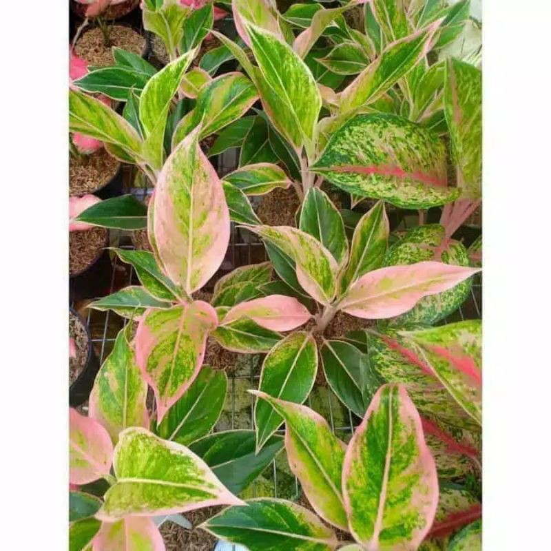 aglonema lipstik pink/clasik tanaman hias Siam aurora pink