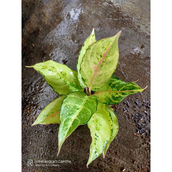 aglonema Frozen aka Cinderella