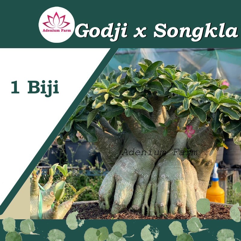 Benih Biji Bibit Adenium Arabikum Hibrid GODJI X SONGKLA