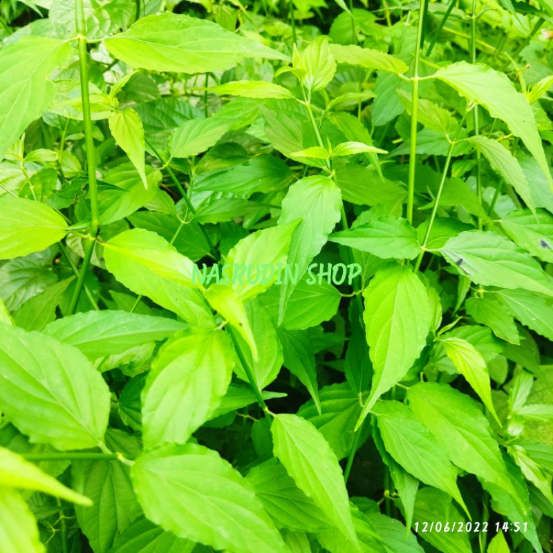 

[Fresh] DAUN BELALAI GAJAH SEGAR PROMO LANGSUNG PETIK / DAUN DANDANG GENDIS / DAUN GENDIS / KI TAJAM