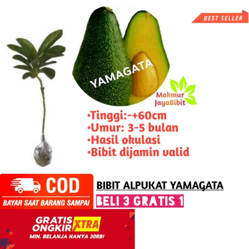 bibit tanaman buah alpukat yamagata unggul