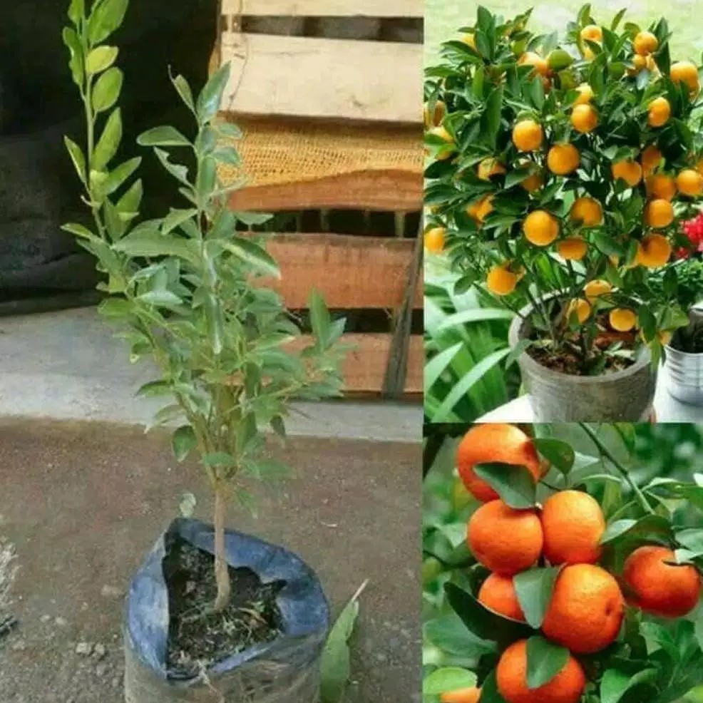 jeruk santang berbuah