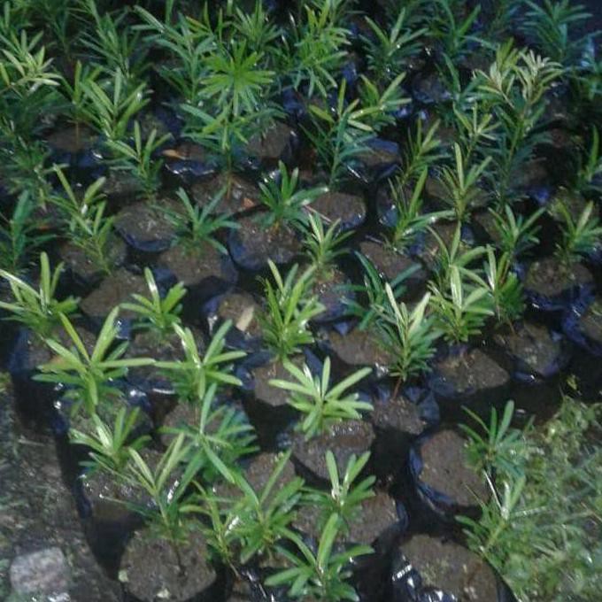 Jon V3T Bibit Tanaman Bakalan Bonsai Lohansung Mawar Xina