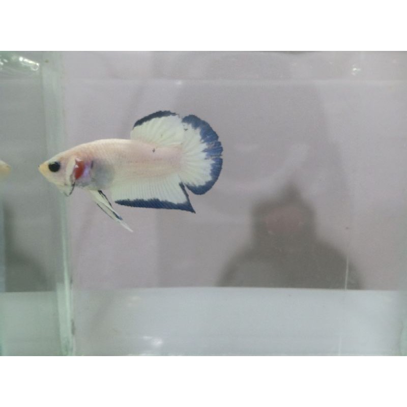 

Ikan cupang blue rim real pict