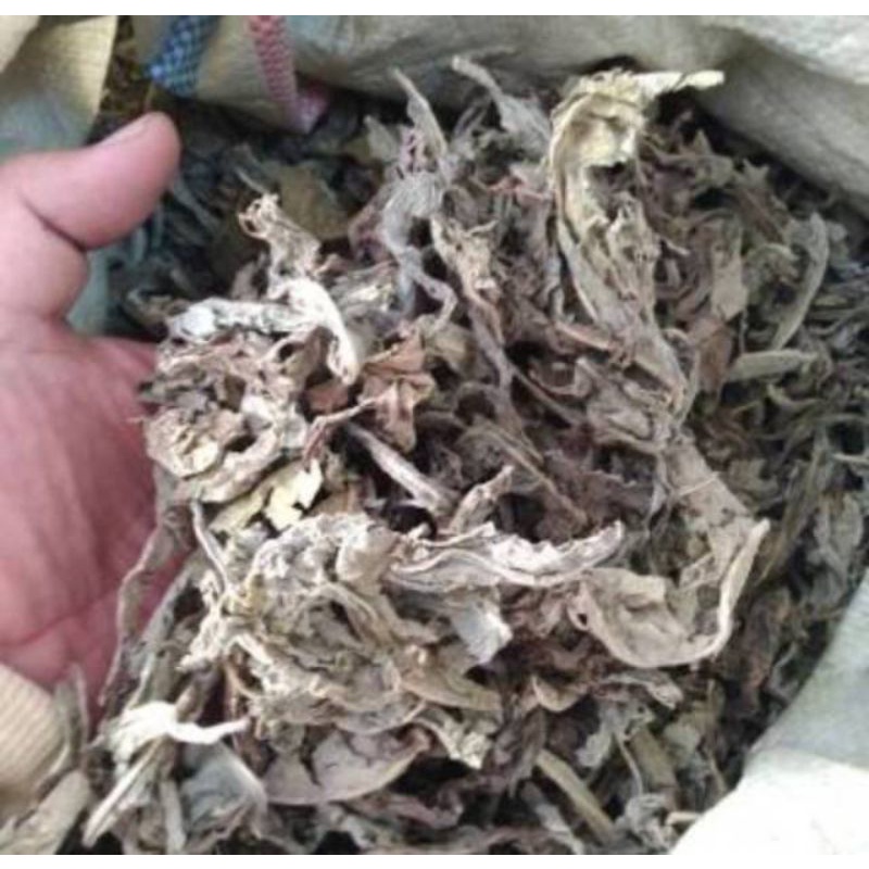 

tempuyung kering 100 gram