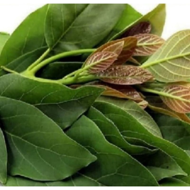 

Daun alpukat segar 100 lembar