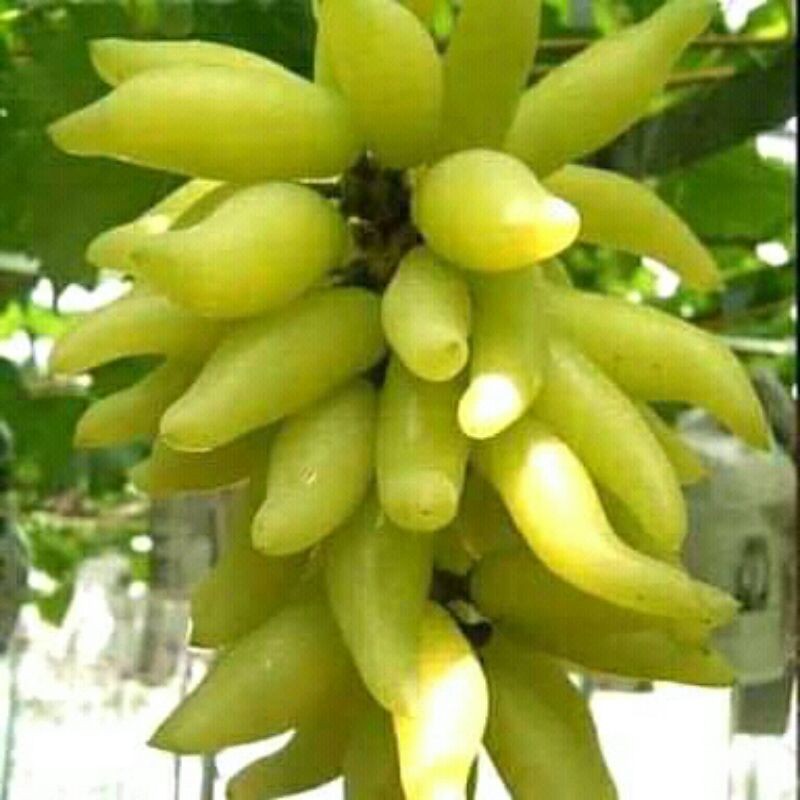 anggur import banana