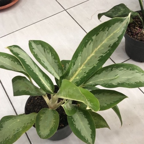 Tanaman hias SRI REJEKI Bandung