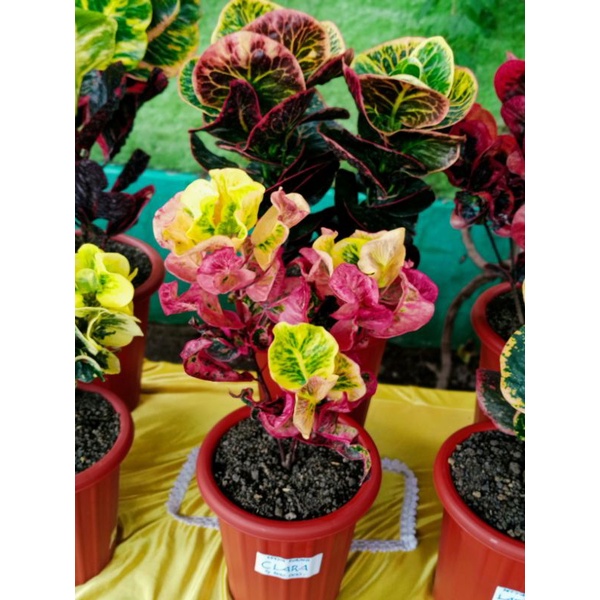 Puring Apel CLARA cabang 3