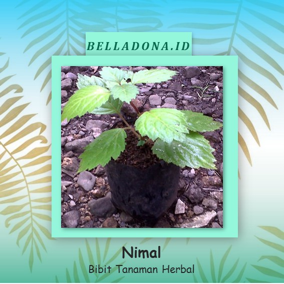 

Bibit Tanaman Herbal Daun Nimal