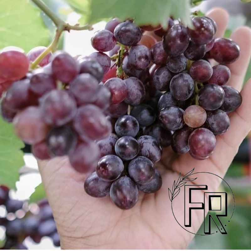 BIBIT TANAMAN BUAH ANGGUR IMPORT JENIS JUPITER // BIBIT ANGGUR IMPORT JUPITER ASLI