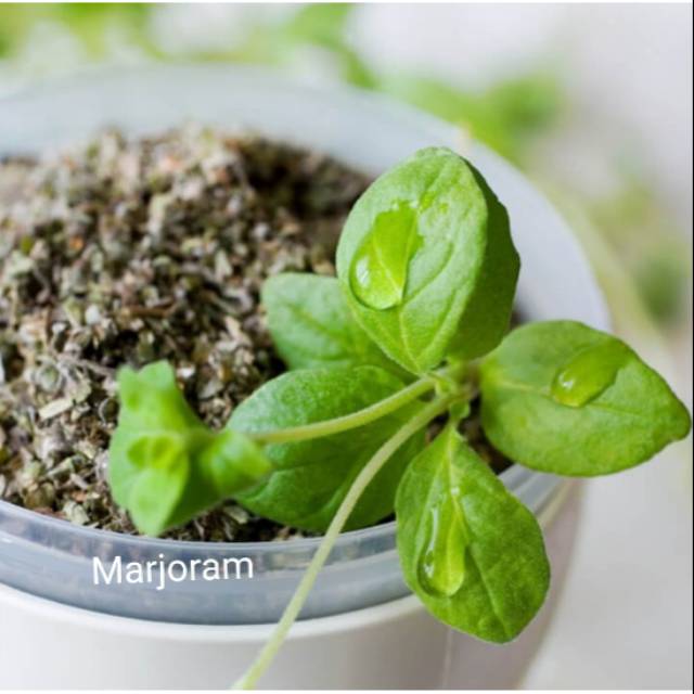 

Daun Marjoram kering kwalitas Import from Turkey 10gram
