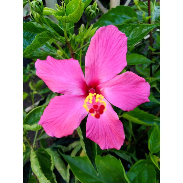 kembang sepatu bunga pink