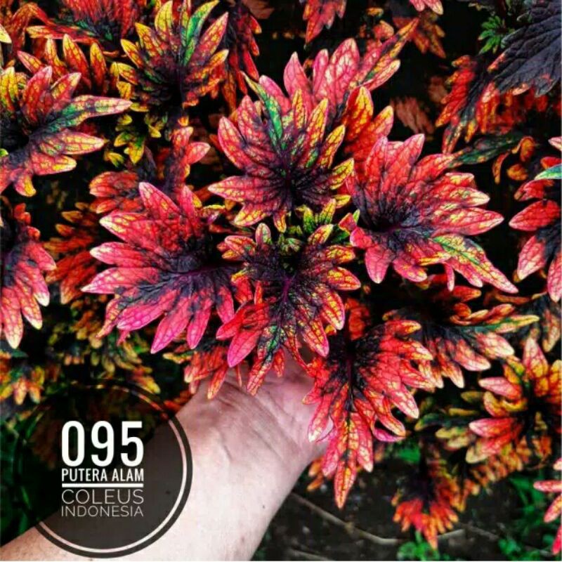 miana#lokal#premium#super#sultan