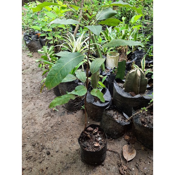 30 bibit tanaman bunut / bibit bonsai bunut.