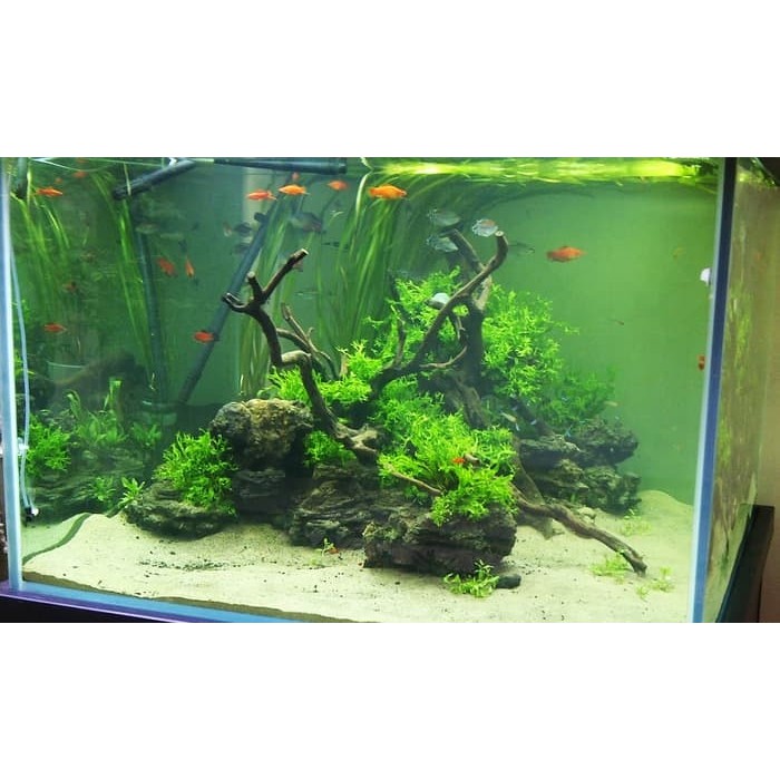 pasir bali aquarium aquascape murah