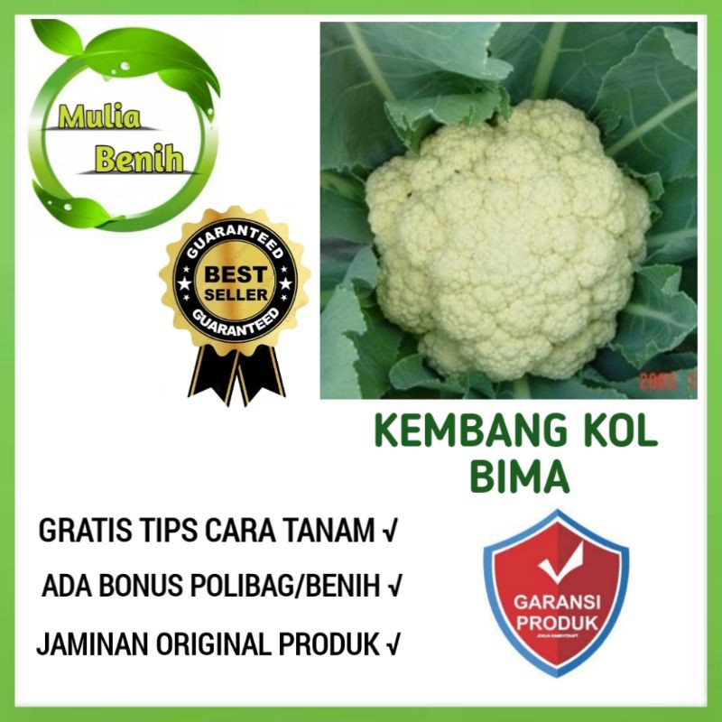 √COD) 25 seed/benih biji bibit sayur Bunga Kol Hibrida BIMA 45 F1 -toleran panas  benih sayur