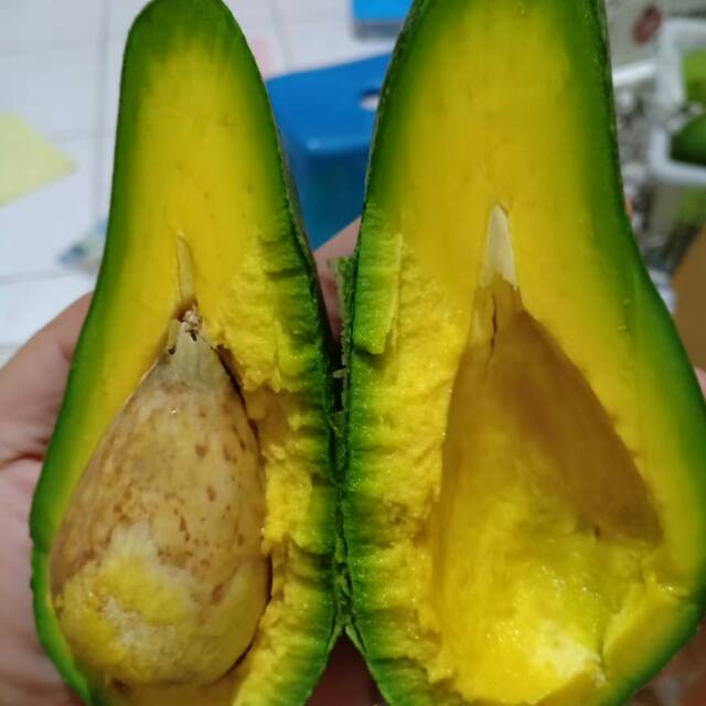 

Alpukat Mentega