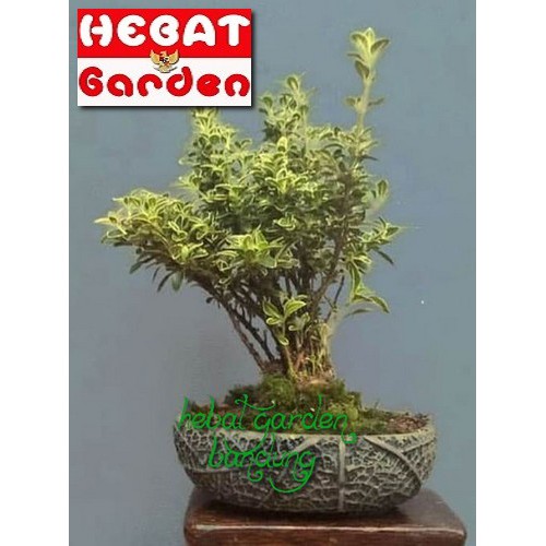 Bahan Bonsai Hingkip Mirten Serissa Foetida Variegata Hebat Garden93 Shopee Indonesia