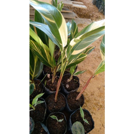 pisang heliconia varigata