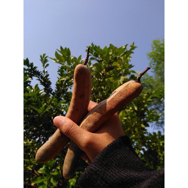 ASAM JAWA SEGAR / Asem / Tamarind