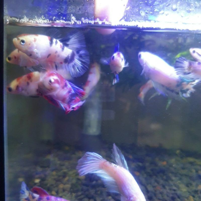 Cupang Female betina Giant Nemo Candy multicolor