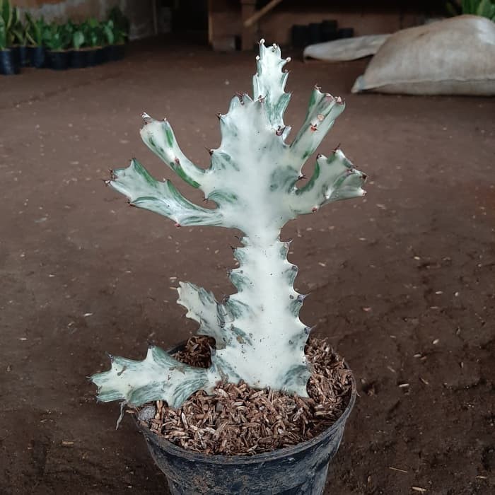 Tanaman hias kaktus tulang/karang