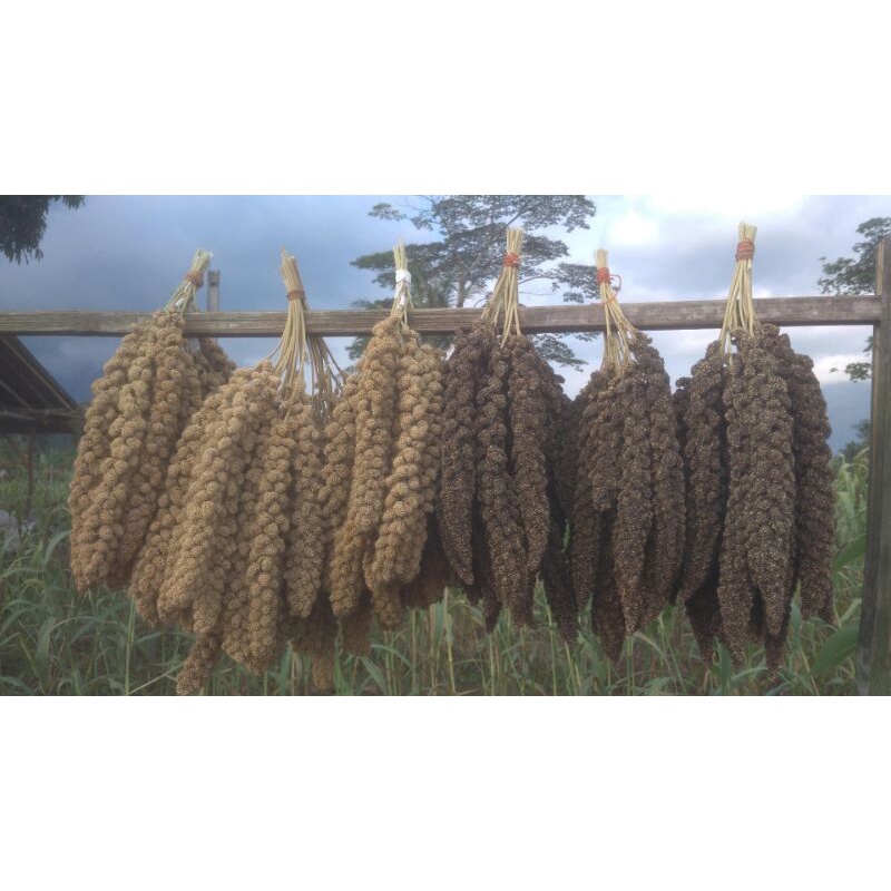 bibit jewawut hitam dan cream