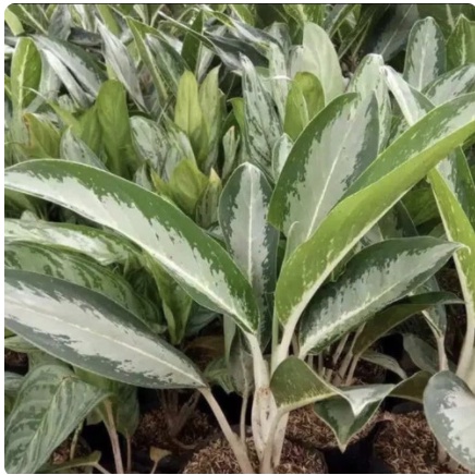 Tanaman hias aglonema blanceng susu / blanceng army