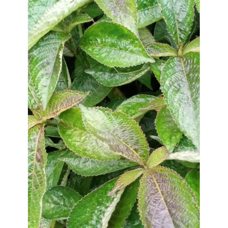 

jual daun kiji beling 500 grm
