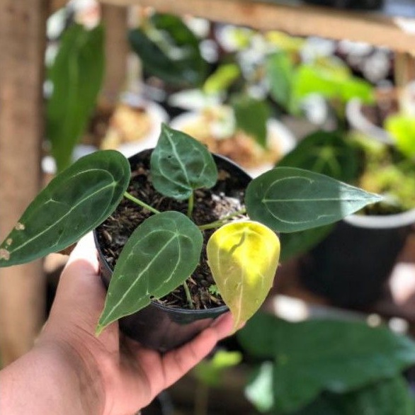 ANTHURIUM FORGETII ORIGINAL DARKFORM