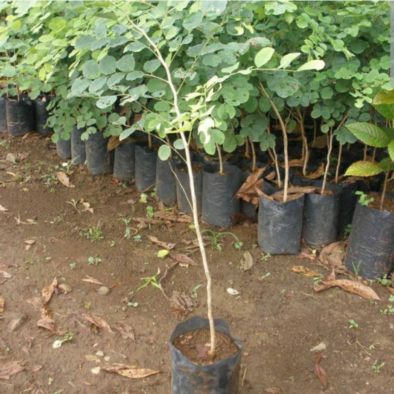 bibit sonokeling akar cutting fresh