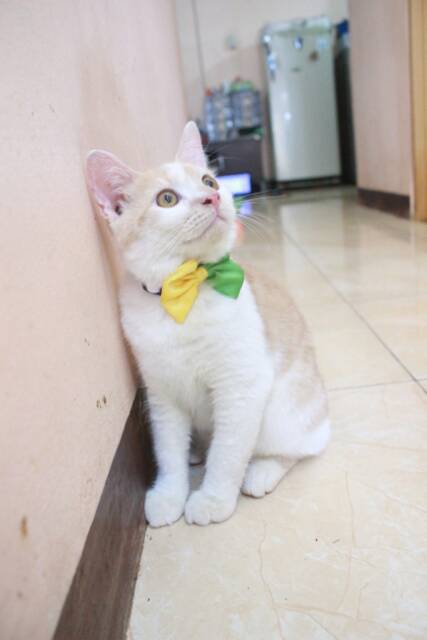 Dasi half bowtie lucu untuk kucing dan anjing size kitten and adult