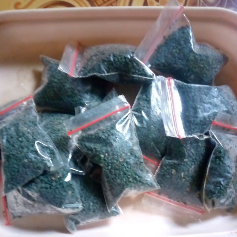 

bibit mukukhiya kering