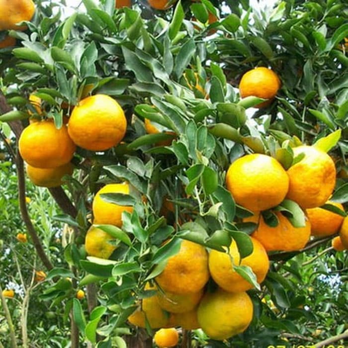 Bibit jeruk siem kualitas super kondisi berbunga berbuah