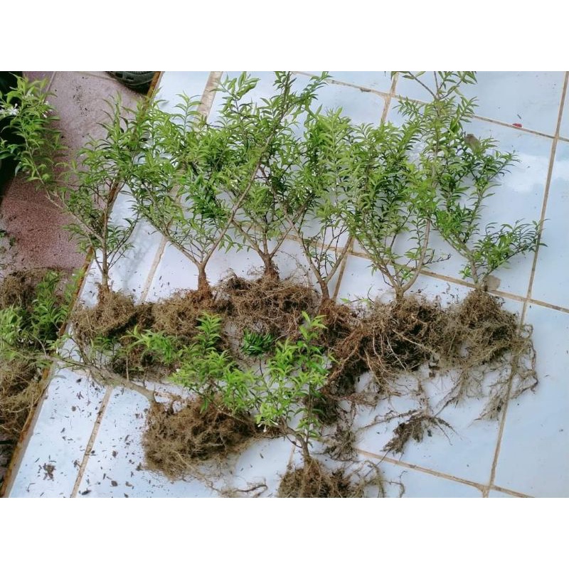 Bibit anting putri mikro