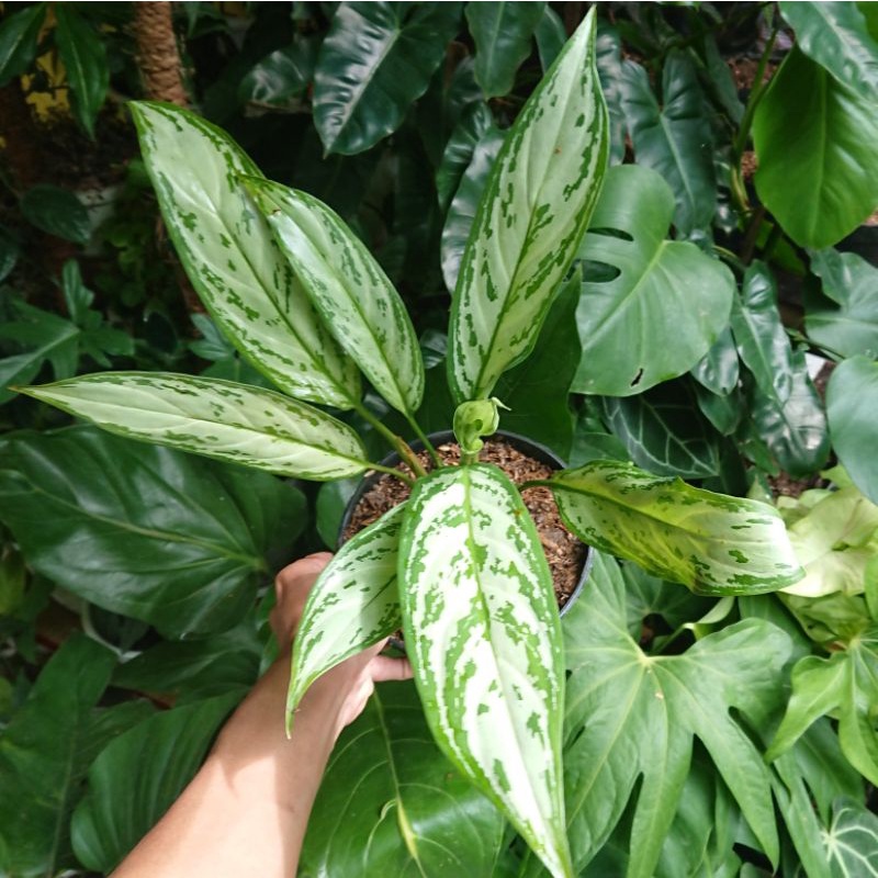 Aglaonema Silver Queen