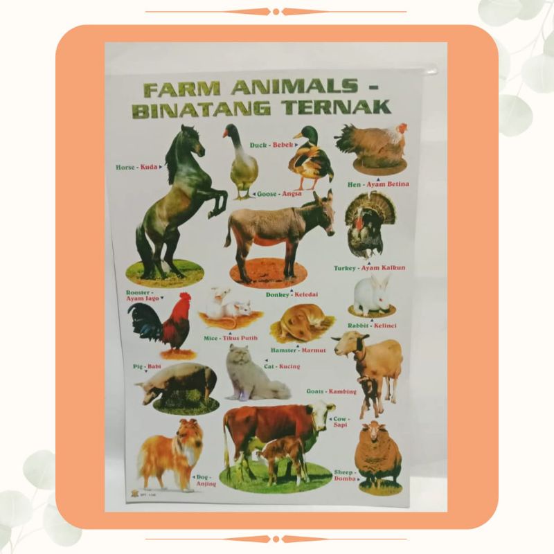 TM | POSTER FARM ANIMALS | POSTER BINATANG TERNAK | POSTER EDUKASI HEWAN | 100% ORIGINAL [ BISA COD 