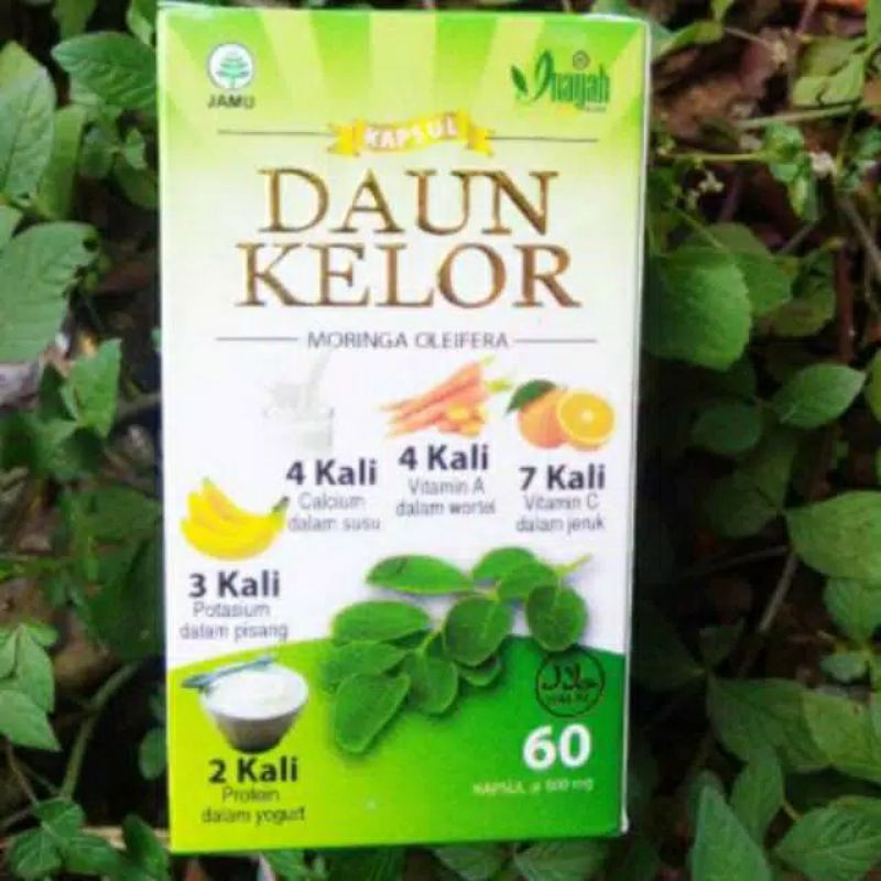 DAUN KELOR KAPSUL / MORINGA