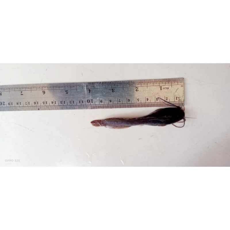

Bibit Lele Sangkuriang Sehat Murah UK. 9 - 10 CM