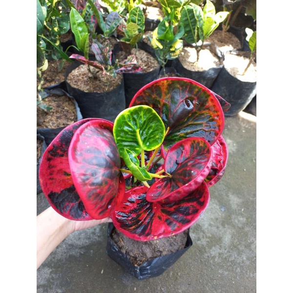 Bibit Bunga Puring Apel Merah SRG Super Red