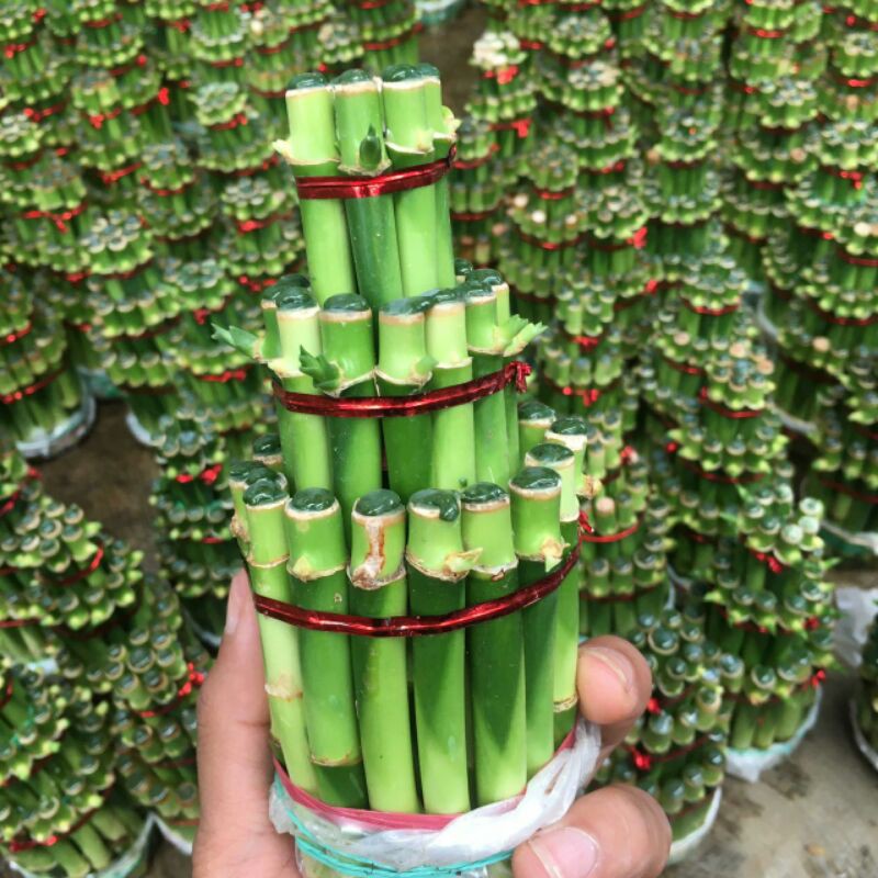 BAMBU HOKI/KEBERUNTUNGAN FREE 1 PCS PUPUK bunga hias, bunga gantung, tanaman hias, tanaman