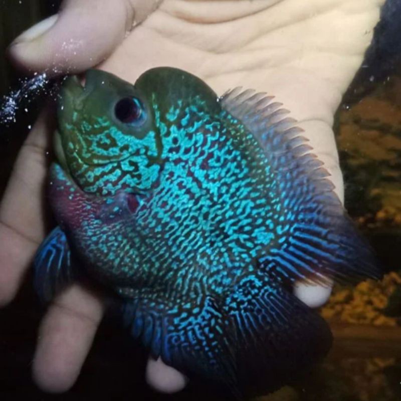 BELI 4 IKAN LOHAN BONSAI GRATIS IKAN CUPANG( ukuran 4cm-5cm)