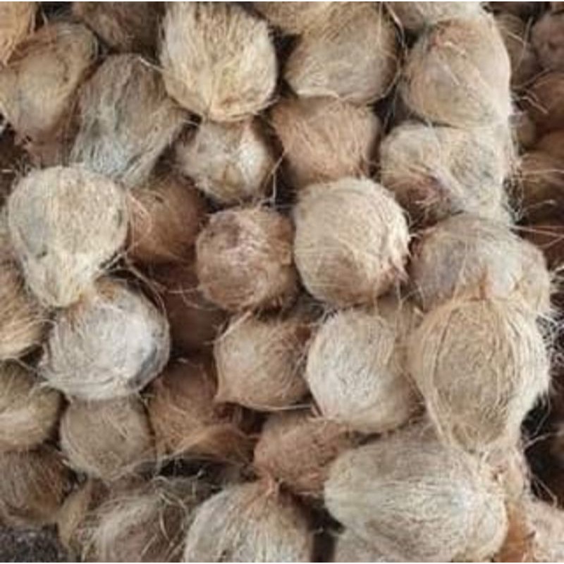 

Buah Kelapa tua 1 butir utuh, besar untuk santan, bumbu masak, ter murah a