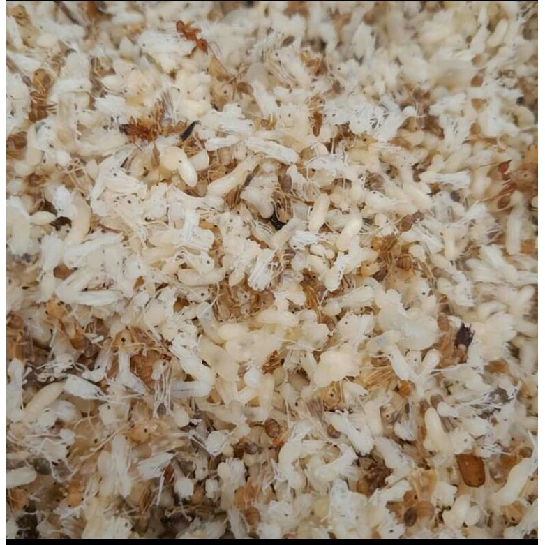 Kroto Telur Semut Umpan Pancing (1/2 Kg)
