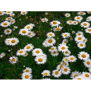 benih   seeds   bibit flower Chrysanthemum leucanthemum  Ox Eye Daisy  Wildflower   wildflower rare