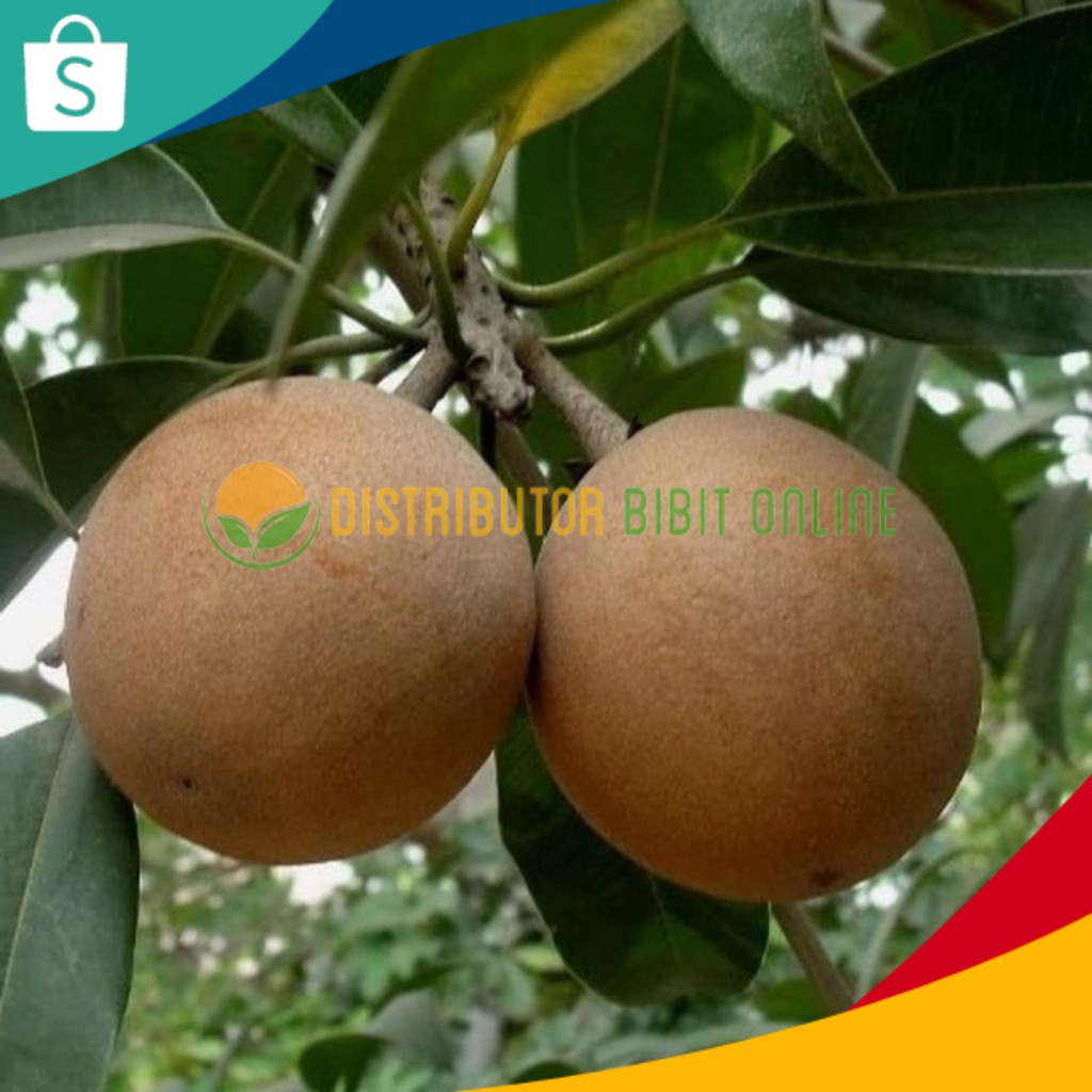 Bibit tanaman sawo jumbo bibit okulasi majalengka